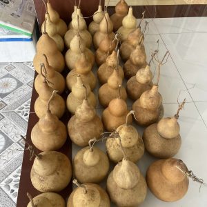 bầu hồ lô khô